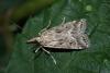 Eudonia pallida